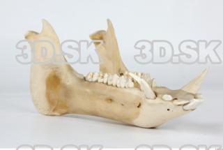 Skull Boar - Sus scrofa 0137